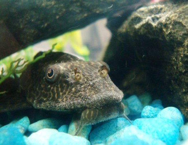 freshwater fish - glyptoperichthys gibbiceps - sailfin pleco (l-83) stocking in 47 gallons tank - My Pleco (Big Sucky) freshwater fish - glyptoperichthys gibbiceps - sailfin pleco (l-83) stocking in 47 gallons tank - My Pleco (Big Sucky)