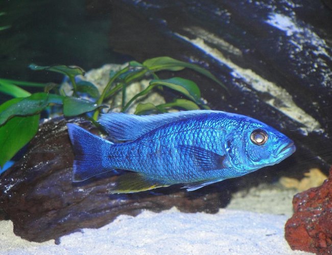 freshwater fish - sciaenochromis fryeri - electric blue hap stocking in 110 gallons tank - Sciaenochromis fryeri freshwater fish - sciaenochromis fryeri - electric blue hap stocking in 110 gallons tank - Sciaenochromis fryeri
