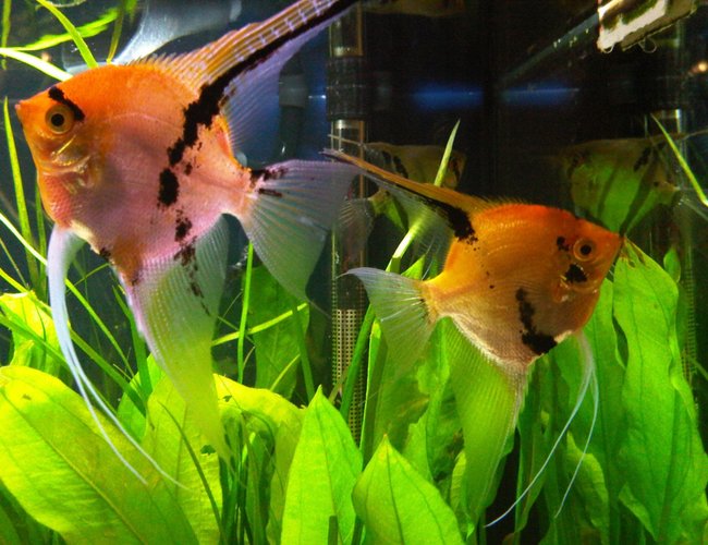 freshwater fish - pterophyllum sp. - koi angel stocking in 55 gallons tank - How long does it take to get a decent picture, those fish just won't pose for the camera. freshwater fish - pterophyllum sp. - koi angel stocking in 55 gallons tank - How long does it take to get a decent picture, those fish just won't pose for the camera.