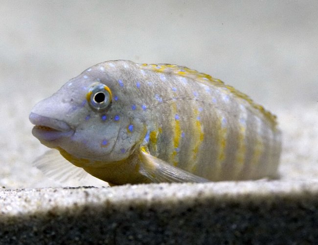 freshwater fish - xenotilapia sp. - tanganicodus irsacae moba stocking in 220 gallons tank - Tanganicodus irsacae Kipili freshwater fish - xenotilapia sp. - tanganicodus irsacae moba stocking in 220 gallons tank - Tanganicodus irsacae Kipili
