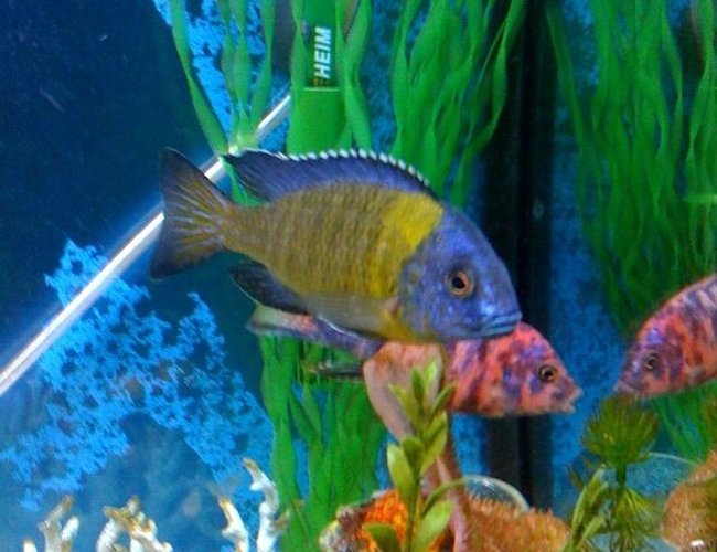 freshwater fish - aulonocara baenschi - sunshine peacock stocking in 72 gallons tank - ONE OF MY FIRST CICHLIDS freshwater fish - aulonocara baenschi - sunshine peacock stocking in 72 gallons tank - ONE OF MY FIRST CICHLIDS