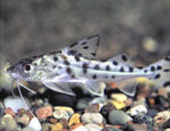 freshwater fish - pimelodus pictus - pictus cat stocking in 55 gallons tank - catfish freshwater fish - pimelodus pictus - pictus cat stocking in 55 gallons tank - catfish