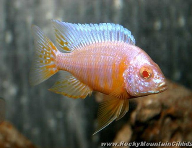 freshwater fish - aulonocara sp. - strawberry peacock cichlid stocking in 500 gallons tank - my favorite freshwater fish - aulonocara sp. - strawberry peacock cichlid stocking in 500 gallons tank - my favorite