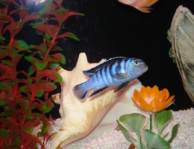 freshwater fish - pseudotropheus elongatus - elongate mbuna stocking in 55 gallons tank - "Shadow" My Blue Elongatus Zebra freshwater fish - pseudotropheus elongatus - elongate mbuna stocking in 55 gallons tank - "Shadow" My Blue Elongatus Zebra