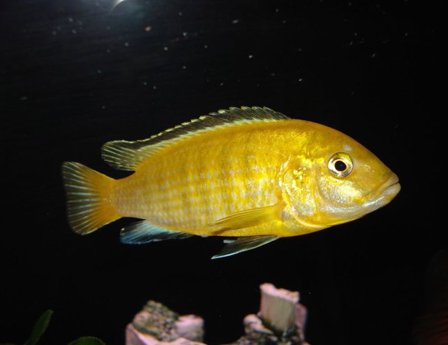 freshwater fish - labidochromis caeruleus - electric yellow cichlid stocking in 55 gallons tank - "Sunshine" My Yellow Lab. freshwater fish - labidochromis caeruleus - electric yellow cichlid stocking in 55 gallons tank - "Sunshine" My Yellow Lab.