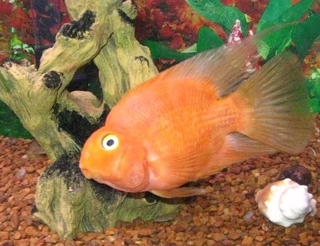 freshwater fish - heros severus x amphilophus citrinellum - blood parrot stocking in 29 gallons tank - very friendly hand feed loves to be out front and look at you . freshwater fish - heros severus x amphilophus citrinellum - blood parrot stocking in 29 gallons tank - very friendly hand feed loves to be out front and look at you .