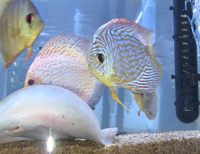 freshwater fish - symphysodon sp. - snakeskin discus stocking in 75 gallons tank freshwater fish - symphysodon sp. - snakeskin discus stocking in 75 gallons tank