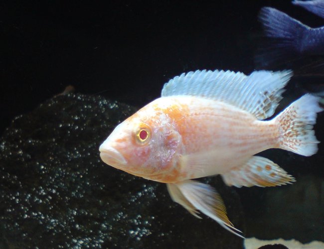 freshwater fish - aulonocara sp. - albino peacock cichlid stocking in 100 gallons tank - Albino Peacock freshwater fish - aulonocara sp. - albino peacock cichlid stocking in 100 gallons tank - Albino Peacock
