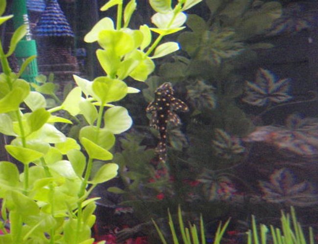 freshwater fish - peckoltia sp. - snowball pleco (l-102) stocking in 36 gallons tank - Snowball Pleco freshwater fish - peckoltia sp. - snowball pleco (l-102) stocking in 36 gallons tank - Snowball Pleco