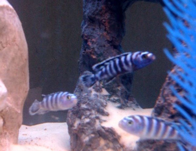 freshwater fish - pseudotropheus demasoni - demasoni cichlid stocking in 55 gallons tank - Baby Demasoni freshwater fish - pseudotropheus demasoni - demasoni cichlid stocking in 55 gallons tank - Baby Demasoni