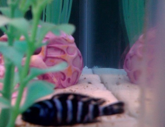 freshwater fish - pseudotropheus demasoni - demasoni cichlid stocking in 55 gallons tank - baby demasoni freshwater fish - pseudotropheus demasoni - demasoni cichlid stocking in 55 gallons tank - baby demasoni