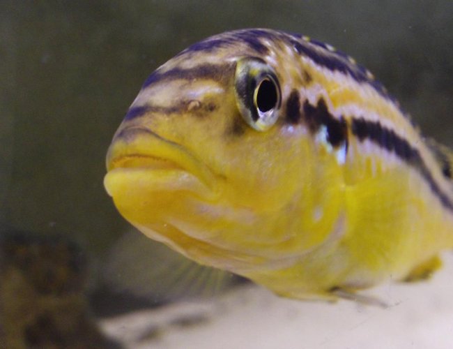 freshwater fish - melanochromis auratus - auratus cichlid stocking in 55 gallons tank - Golden Cichlid
Melanochromis Auratas female freshwater fish - melanochromis auratus - auratus cichlid stocking in 55 gallons tank - Golden Cichlid
Melanochromis Auratas female