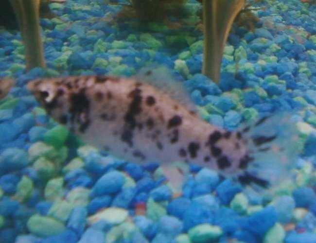 freshwater fish - poecilia latipinna - dalmatian molly stocking in 10 gallons tank - This is my female dalmation molly. freshwater fish - poecilia latipinna - dalmatian molly stocking in 10 gallons tank - This is my female dalmation molly.