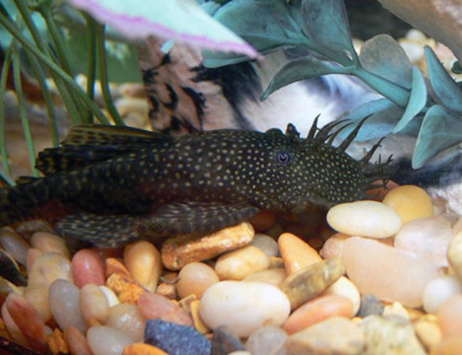 freshwater fish - ancistrus sp. - bushy nose pleco l-144 stocking in 55 gallons tank - bushynose pleco freshwater fish - ancistrus sp. - bushy nose pleco l-144 stocking in 55 gallons tank - bushynose pleco