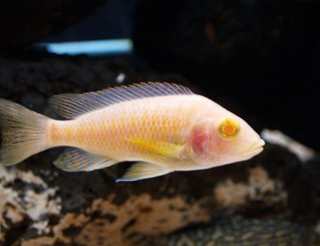 freshwater fish - aulonocara sp. - albino peacock cichlid stocking in 150 gallons tank - My albino peacock likes to be the center of attention. freshwater fish - aulonocara sp. - albino peacock cichlid stocking in 150 gallons tank - My albino peacock likes to be the center of attention.