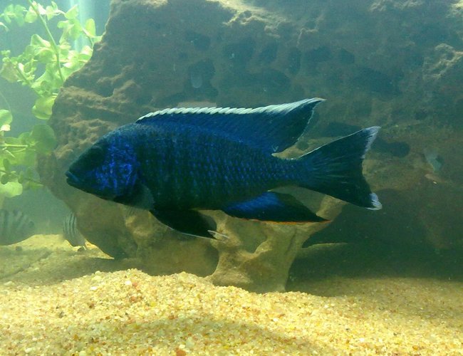 freshwater fish - aulonocara nyassae - blue peacock cichlid stocking in 67 gallons tank - blue peacock freshwater fish - aulonocara nyassae - blue peacock cichlid stocking in 67 gallons tank - blue peacock