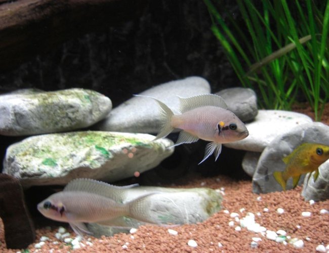 freshwater fish - neolamprologus brichardi - brichardi cichlid stocking in 63 gallons tank - Neolamprologus Bricardi freshwater fish - neolamprologus brichardi - brichardi cichlid stocking in 63 gallons tank - Neolamprologus Bricardi