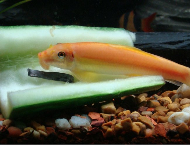 freshwater fish - gyrinocheilos aymonieri - chinese algae eater stocking in 40 gallons tank - Chinese Algae Eater (CAE) freshwater fish - gyrinocheilos aymonieri - chinese algae eater stocking in 40 gallons tank - Chinese Algae Eater (CAE)
