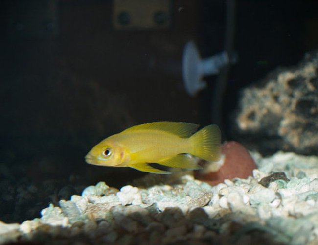 freshwater fish - neolamprologus leleupi - orange leleupi cichlid stocking in 150 gallons tank - my leleupi is getting bigger freshwater fish - neolamprologus leleupi - orange leleupi cichlid stocking in 150 gallons tank - my leleupi is getting bigger