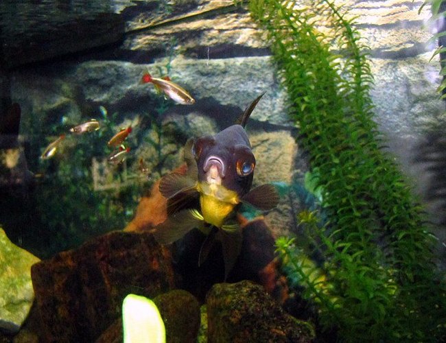 freshwater fish - carassius auratus - black moor goldfish stocking in 55 gallons tank - My black moor and white clouds! freshwater fish - carassius auratus - black moor goldfish stocking in 55 gallons tank - My black moor and white clouds!