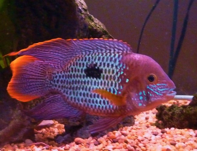 freshwater fish - aequidens rivulatus - green terror stocking in 90 gallons tank - 8 inch green terror with great colouring and finnage in a 90g freshwater fish - aequidens rivulatus - green terror stocking in 90 gallons tank - 8 inch green terror with great colouring and finnage in a 90g