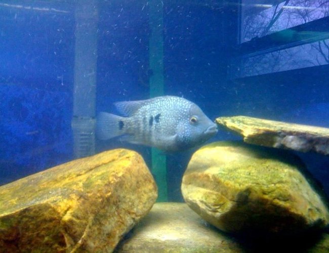 freshwater fish - herichthys carpinte - green texas cichlid stocking in 75 gallons tank - Texas cichlid freshwater fish - herichthys carpinte - green texas cichlid stocking in 75 gallons tank - Texas cichlid