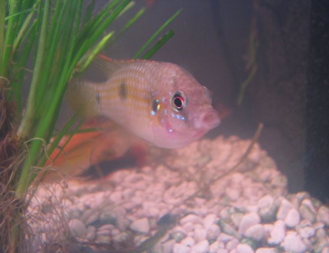 freshwater fish - anomalochromis thomasi - african butterfly cichlid stocking in 25 gallons tank - My African Butterfly Cichlid (Male) freshwater fish - anomalochromis thomasi - african butterfly cichlid stocking in 25 gallons tank - My African Butterfly Cichlid (Male)