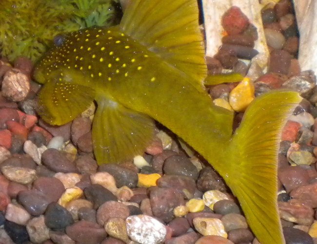 freshwater fish - baryancistrus demantoides - green phantom pleco stocking in 180 gallons tank - Green Phantom pleco freshwater fish - baryancistrus demantoides - green phantom pleco stocking in 180 gallons tank - Green Phantom pleco
