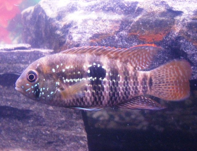 freshwater fish - aequidens pulcher - blue acara stocking in 55 gallons tank - 3" Blue Acara. Rescued him from a LFS kissing gourami tank. It was weird seeing him hiding from the gouramis of same size. Was very timid for a couple months, but is finally starting to get some confidence in himself. freshwater fish - aequidens pulcher - blue acara stocking in 55 gallons tank - 3" Blue Acara. Rescued him from a LFS kissing gourami tank. It was weird seeing him hiding from the gouramis of same size. Was very timid for a couple months, but is finally starting to get some confidence in himself.