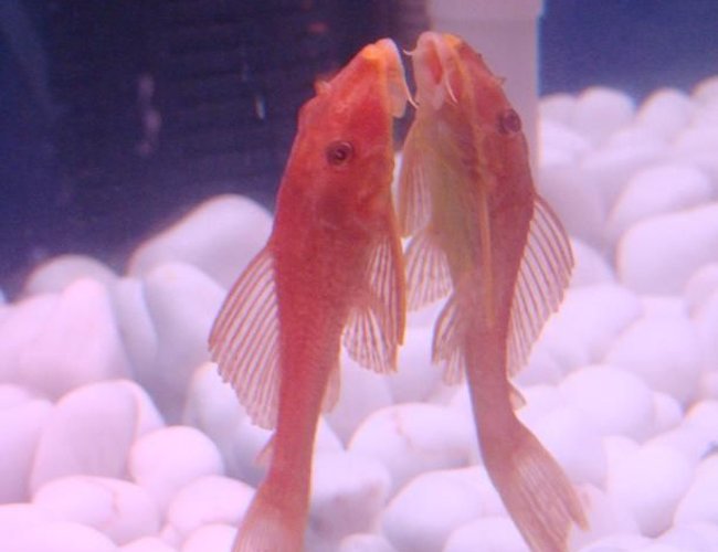 freshwater fish - ancistrus sp. - bushy nose pleco l-144 stocking in 34 gallons tank - Albino Pleco freshwater fish - ancistrus sp. - bushy nose pleco l-144 stocking in 34 gallons tank - Albino Pleco