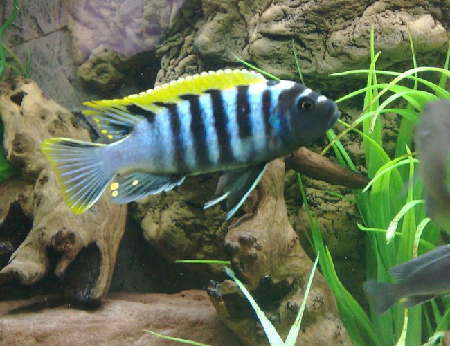 freshwater fish - cynotilapia afra - afra cichlid stocking in 105 gallons tank - Cynotilapia afra red Top, likoma island freshwater fish - cynotilapia afra - afra cichlid stocking in 105 gallons tank - Cynotilapia afra red Top, likoma island