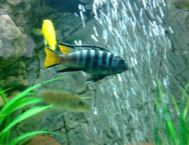 freshwater fish - pseudotropheus sp. - mpanga elongatus stocking in 105 gallons tank - Pseudotropheus elongatus mpanga freshwater fish - pseudotropheus sp. - mpanga elongatus stocking in 105 gallons tank - Pseudotropheus elongatus mpanga