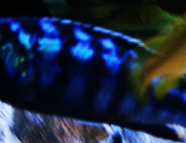 freshwater fish - pseudotropheus demasoni - demasoni cichlid stocking in 125 gallons tank - Demasoni freshwater fish - pseudotropheus demasoni - demasoni cichlid stocking in 125 gallons tank - Demasoni