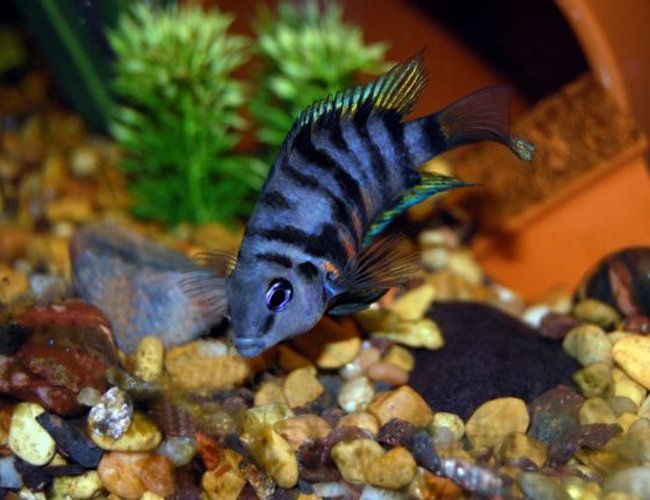 freshwater fish - archocentrus nigrofasciatus - black convict cichlid stocking in 55 gallons tank - Female Black Convict freshwater fish - archocentrus nigrofasciatus - black convict cichlid stocking in 55 gallons tank - Female Black Convict