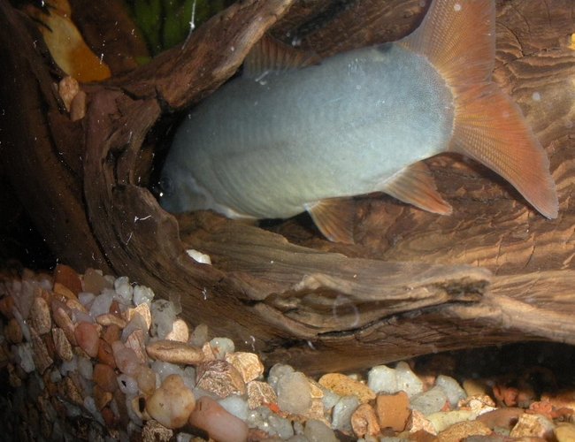 freshwater fish - botia modesta - redtail botia loach stocking in 55 gallons tank - This is a Redtail Botia in a hollowed out log. freshwater fish - botia modesta - redtail botia loach stocking in 55 gallons tank - This is a Redtail Botia in a hollowed out log.