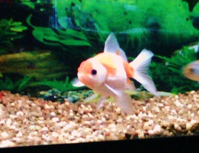 freshwater fish - carassius auratus - pearlscale goldfish stocking in 125 gallons tank - Pugsly my Pearlscale Oranda freshwater fish - carassius auratus - pearlscale goldfish stocking in 125 gallons tank - Pugsly my Pearlscale Oranda