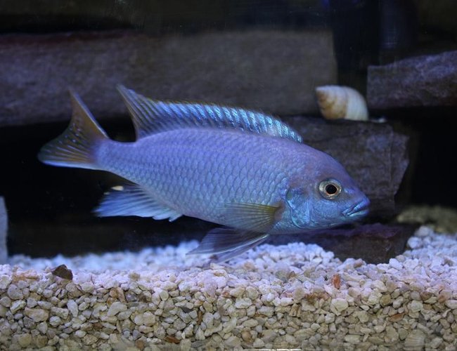 freshwater fish - pseudotropheus acei - acei cichlid stocking in 55 gallons tank - My big male yellow tail acei. He's about 4 inches now, I got him at a little over 2 inches. freshwater fish - pseudotropheus acei - acei cichlid stocking in 55 gallons tank - My big male yellow tail acei. He's about 4 inches now, I got him at a little over 2 inches.