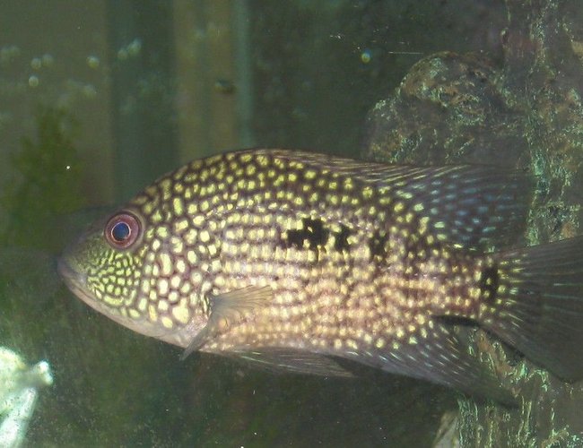 freshwater fish - herichthys cynoguttatus - texas cichlid stocking in 45 gallons tank - texas cichlids freshwater fish - herichthys cynoguttatus - texas cichlid stocking in 45 gallons tank - texas cichlids