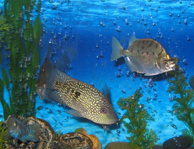 freshwater fish - scatophagus argus - green scat stocking in 45 gallons tank - cichlid with scat freshwater fish - scatophagus argus - green scat stocking in 45 gallons tank - cichlid with scat