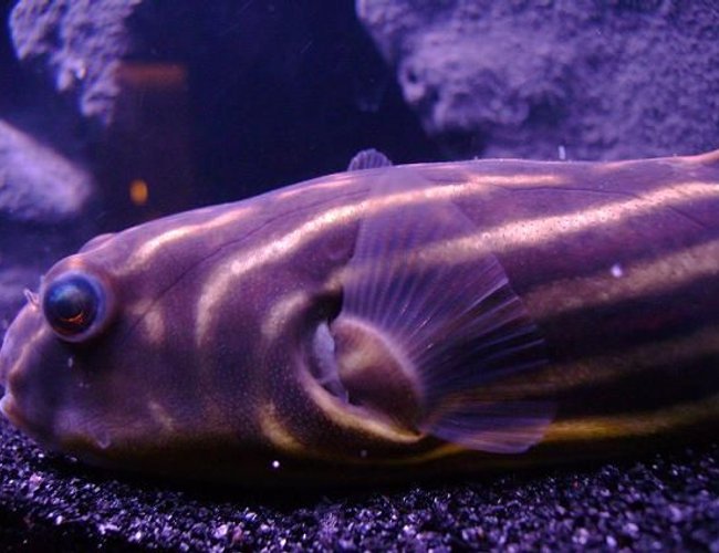 freshwater fish - tetraodon lineatus - fahaka puffer stocking in 30 gallons tank - My puffer freshwater fish - tetraodon lineatus - fahaka puffer stocking in 30 gallons tank - My puffer