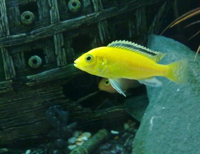 freshwater fish - labidochromis caeruleus - electric yellow cichlid stocking in 90 gallons tank - One of my Labidochromis caeruleus
(Yellow lab) freshwater fish - labidochromis caeruleus - electric yellow cichlid stocking in 90 gallons tank - One of my Labidochromis caeruleus
(Yellow lab)