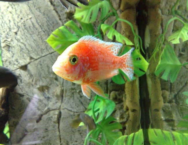 freshwater fish - aulonocara sp. - fire fish stocking in 105 gallons tank - aulonocara fire fish freshwater fish - aulonocara sp. - fire fish stocking in 105 gallons tank - aulonocara fire fish
