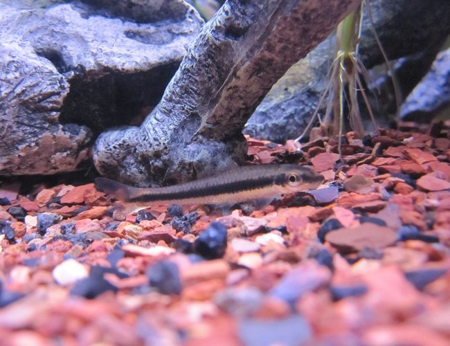 freshwater fish - crossocheilus siamensis - siamese algae eater stocking in 16 gallons tank - Siamese Algae Eater freshwater fish - crossocheilus siamensis - siamese algae eater stocking in 16 gallons tank - Siamese Algae Eater