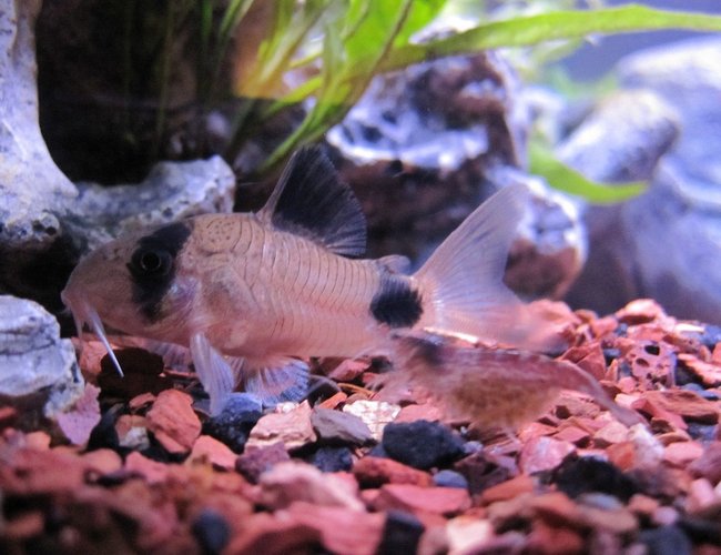 freshwater fish - corydoras panda - panda cory cat stocking in 16 gallons tank - Panda Cory and Red Cherry Shrimp Scurrying by. freshwater fish - corydoras panda - panda cory cat stocking in 16 gallons tank - Panda Cory and Red Cherry Shrimp Scurrying by.