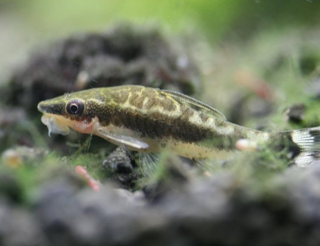 freshwater fish - otocinclus sp. - otocinclus catfish stocking in 40 gallons tank - Otocinclus freshwater fish - otocinclus sp. - otocinclus catfish stocking in 40 gallons tank - Otocinclus