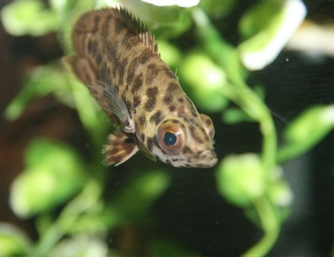freshwater fish - ctenopoma acutirostre - leopard ctenopoma stocking in 75 gallons tank - leaf fish freshwater fish - ctenopoma acutirostre - leopard ctenopoma stocking in 75 gallons tank - leaf fish
