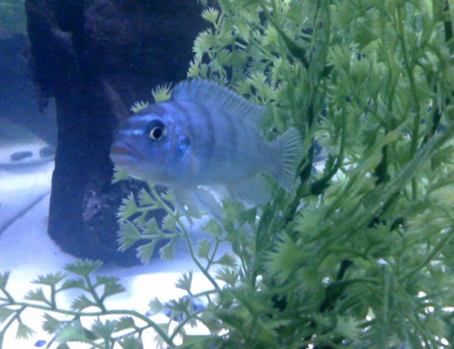 freshwater fish - metriaclima callainos - cobalt blue zebra cichlid stocking in 55 gallons tank - My Fishy freshwater fish - metriaclima callainos - cobalt blue zebra cichlid stocking in 55 gallons tank - My Fishy