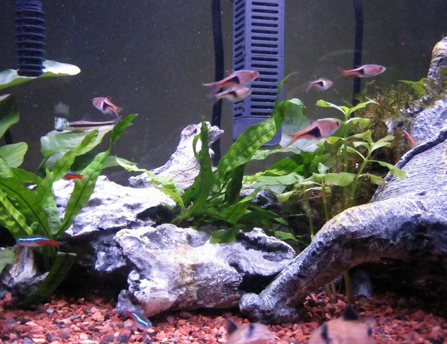 freshwater fish - rasbora heteromorpha - harlequin rasbora stocking in 16 gallons tank - Harlequin Rasbora freshwater fish - rasbora heteromorpha - harlequin rasbora stocking in 16 gallons tank - Harlequin Rasbora