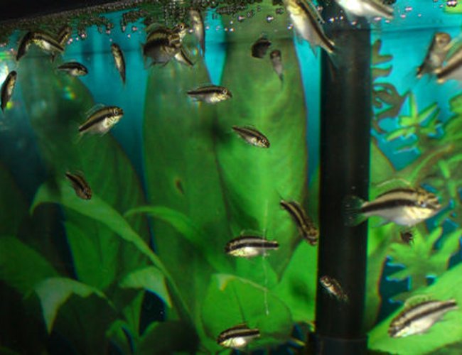 freshwater fish - pelvicachromis pulcher - kribensis cichlid stocking in 55 gallons tank - 18 gal tall with about 30 baby kribs freshwater fish - pelvicachromis pulcher - kribensis cichlid stocking in 55 gallons tank - 18 gal tall with about 30 baby kribs