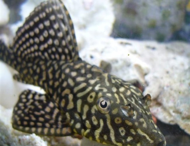 freshwater fish - pterygoplichthys joselimaianus - gold spot pleco (l-001, l-022) stocking in 16 gallons tank freshwater fish - pterygoplichthys joselimaianus - gold spot pleco (l-001, l-022) stocking in 16 gallons tank